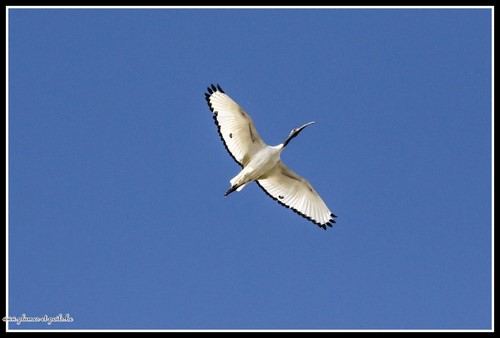 Ibis sacré  (Bretagne sud )